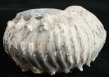Liparoceras Ammonite - Gloucestershire, UK #10698-2